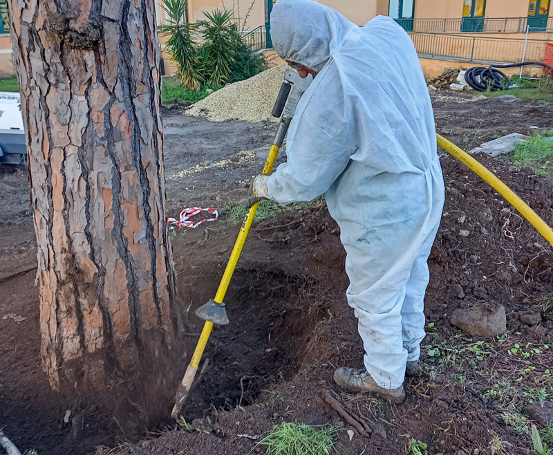 Scavo su apparati radicali con air spade
